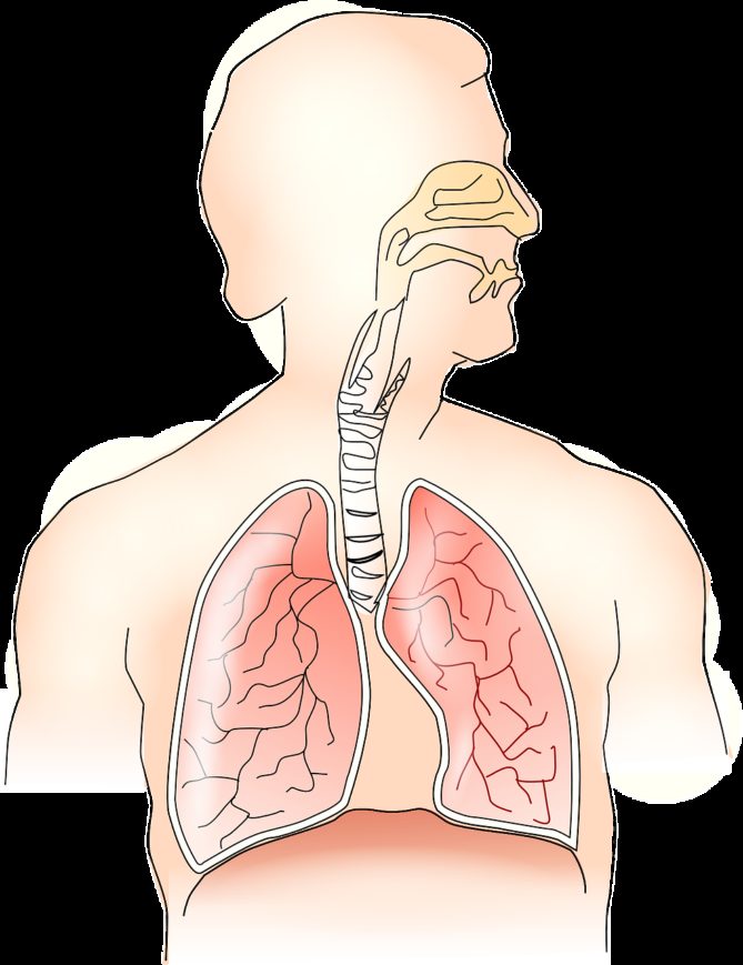 anatomy, lungs, breathing