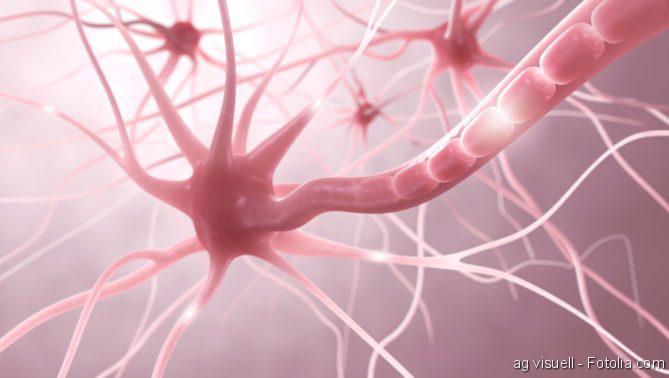 Abgestorbene Nervenzellen bei Hirnschäden ersetzen
